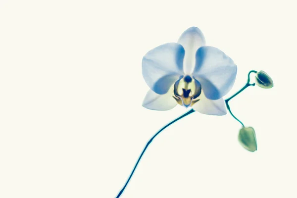 Orchidee bloem in bloei, abstracte bloem kunst achtergrond — Stockfoto