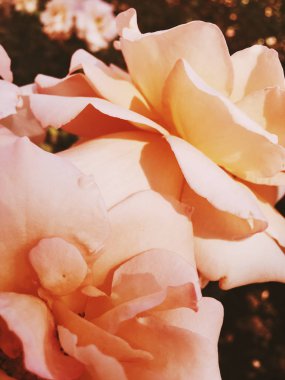 Gün batımında harika çiçek açan gül çiçeği, çiçek güzelliği backgrou