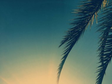 Palmiye yaprakları ve gökyüzü, yaz yolculuğu arka planı