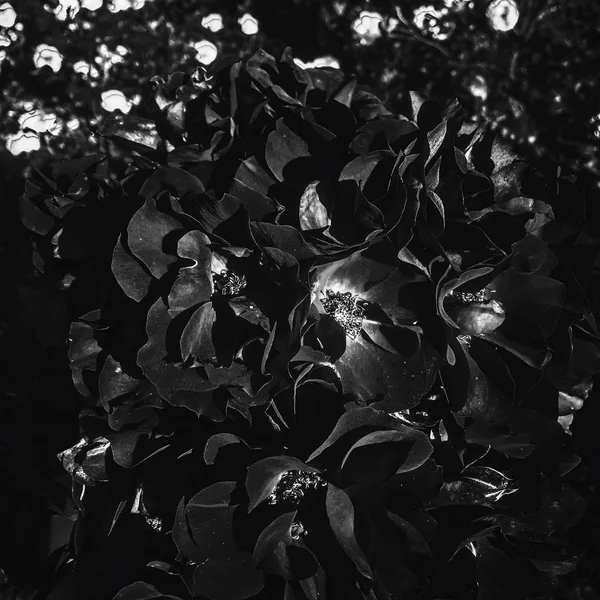 Flor de rosa de jardín negro al atardecer, respaldo de belleza floral — Foto de Stock