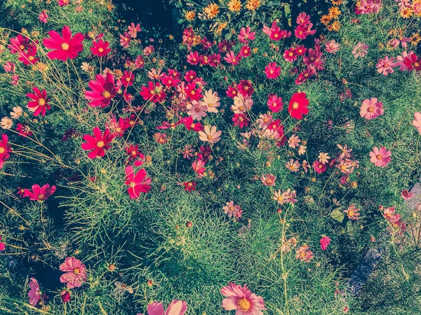 맑은 정원에 있는 데이지 꽃 — 스톡 사진