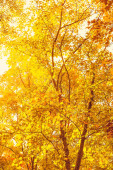 Картина, постер, плакат, фотообои "beautiful autumn landscape background, vintage nature scene in f", артикул 313864238