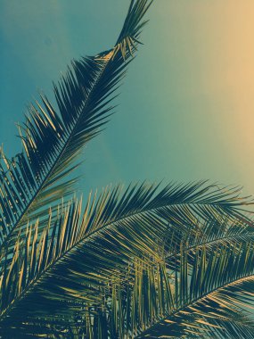 Palmiye yaprakları ve gökyüzü, yaz yolculuğu arka planı