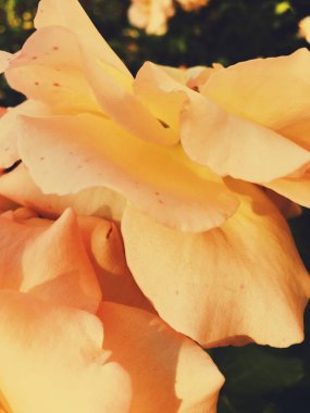 Gün batımında harika çiçek açan gül çiçeği, çiçek güzelliği backgrou