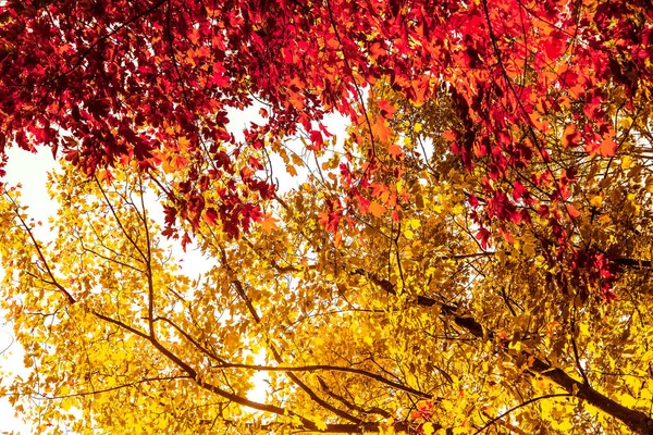 Schöne Herbstlandschaft Hintergrund, Vintage-Natur-Szene in f — Stockfoto