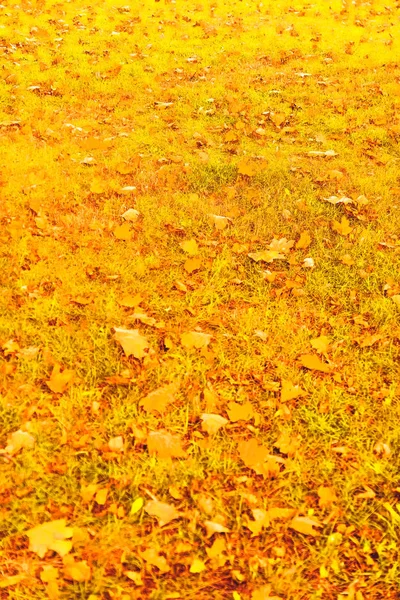 Прекрасний осінній пейзажний фон, старовинна сцена природи в f — стокове фото