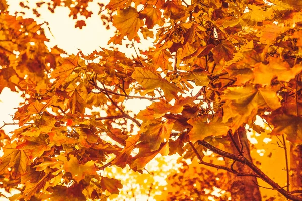 Beau fond de paysage d'automne, scène de nature vintage en f — Photo