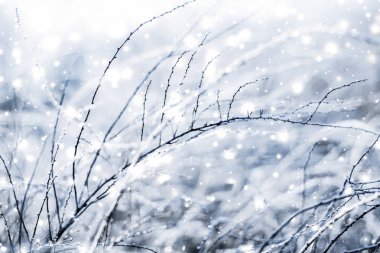 Kış tatili arka plan, parlak kar ve Co ile doğa manzarası