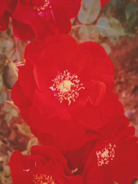 Flor roja jardín rosa flor al atardecer, belleza floral backgro — Foto de Stock