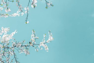 Turkuaz arka plan, vintage kiraz akışı çiçek soyut sanat