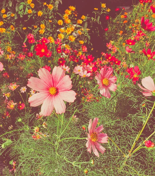 Цветы ромашки в солнечном саду — стоковое фото