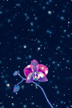 Çiçek açan orkide, soyut çiçek arkaplanı