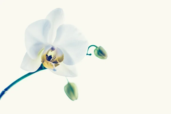 开花的兰花,抽象的花卉艺术背景 — 图库照片