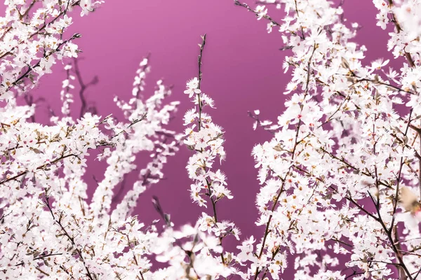 Floral abstract art on pink background, vintage cherry flowers i — Stock Photo, Image
