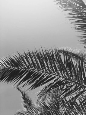 Palmiye yaprakları ve gökyüzü, yaz yolculuğu arka planı