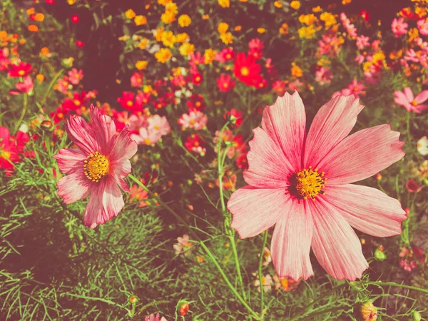 Daisy flowers in sunny garden