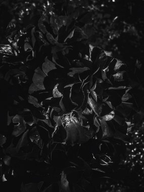 Gün batımında siyah çiçek açan bahçe gül çiçek, çiçek güzellik backg