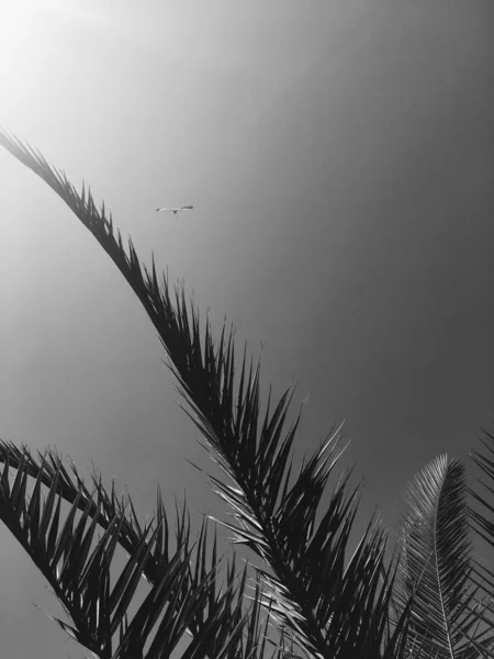 Palmboom bladeren en de lucht, zomer reizen achtergrond — Stockfoto
