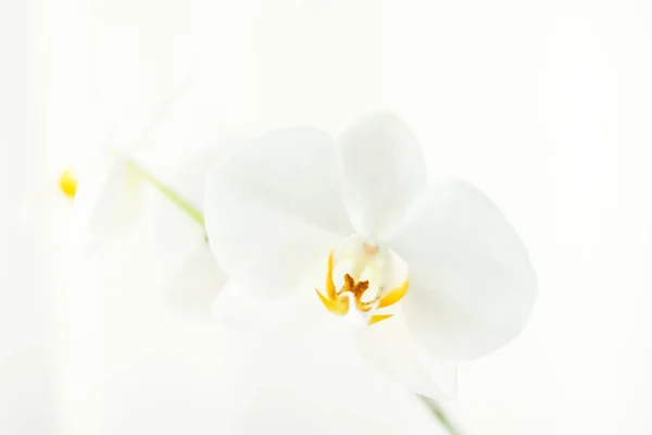 Weiße Orchideenblume in voller Blüte, abstrakte Blumenblütenkunst Backgr — Stockfoto
