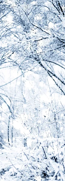 冬休みの背景、光沢のある雪と共同で自然の風景 — ストック写真