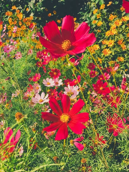 Цветы ромашки в солнечном саду — стоковое фото