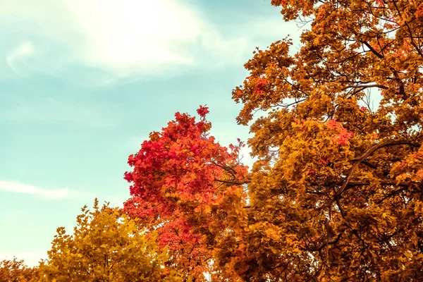 Beau fond de paysage d'automne, scène de nature vintage en f — Photo