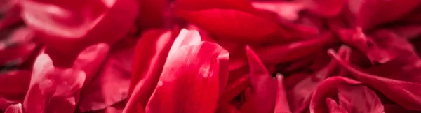 Fondo abstracto de arte floral de vacaciones, flor roja peta — Foto de Stock