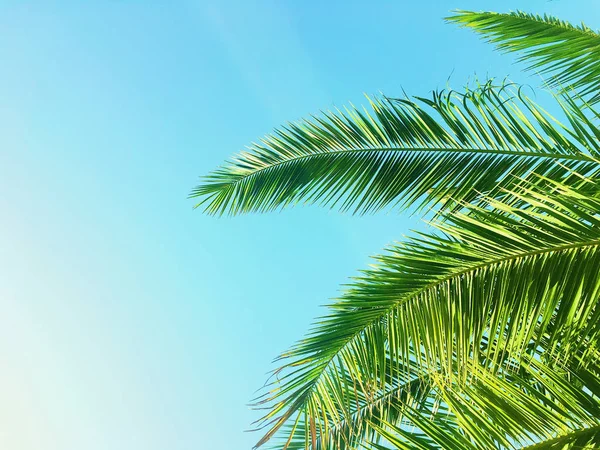 Hojas de palmera y el cielo, fondo de viaje de verano — Foto de Stock