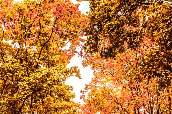 Belo outono paisagem fundo, vintage natureza cena em f — Fotografia de Stock