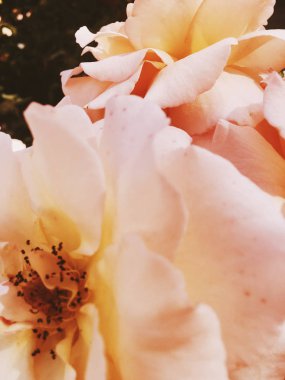 Gün batımında harika çiçek açan gül çiçeği, çiçek güzelliği backgrou