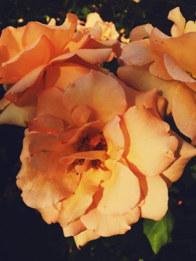 Gün batımında harika çiçek açan gül çiçeği, çiçek güzelliği backgrou