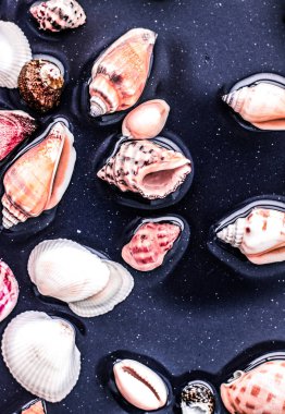 Deniz kabuğu arka plan, yaz hedef ve plaj tatil t