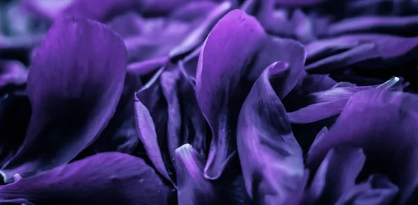 摘要花卉节庆艺术背景，紫花p — 图库照片