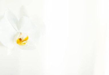 Çiçek açan beyaz orkide, soyut çiçekli sanat eserleri.