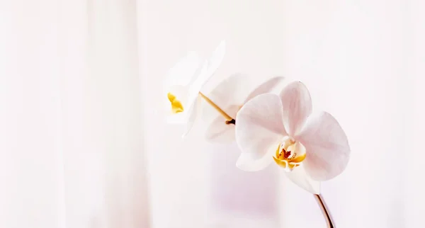 Rosa orkidé blomma i blom, abstrakt blommor konst bakgro — Stockfoto