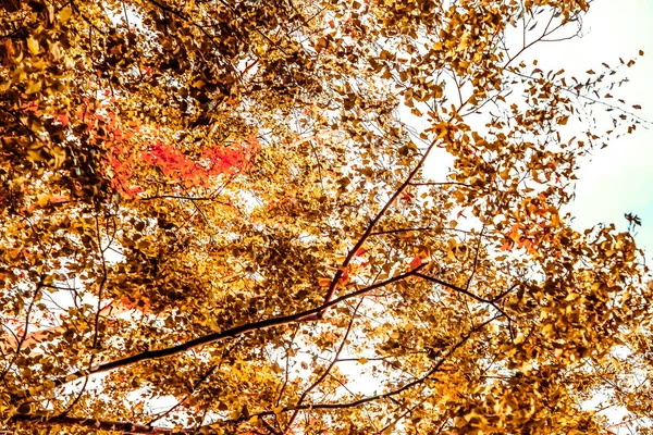 Beautiful autumn landscape background, vintage nature scene in f — Stock Photo, Image