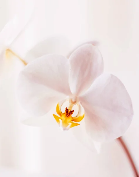 Розовый цветок орхидеи в цвету, абстрактный цветочный цветок живописи backgro — стоковое фото
