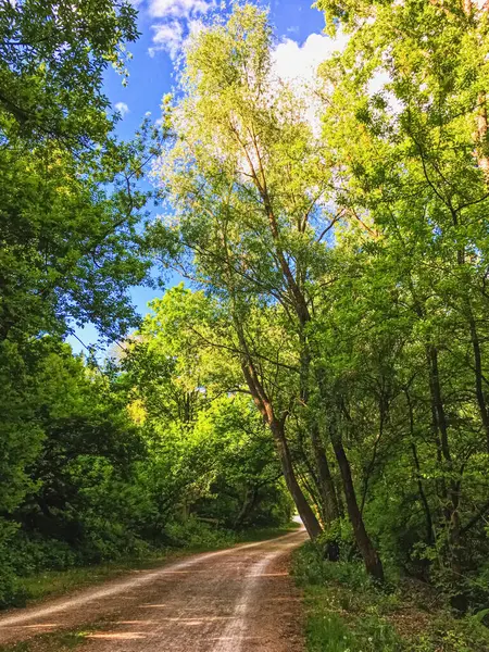 Bois de campagne comme paysage rural, arbres étonnants dans la forêt verte, la nature et l'environnement — Photo