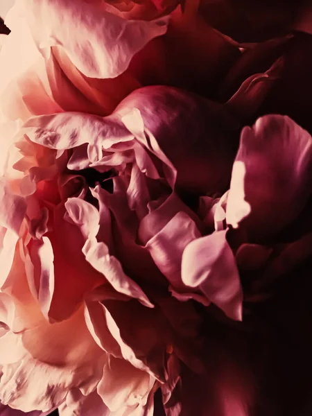 Красный пионский цветок как абстрактный цветочный фон для праздничного брендинга — стоковое фото