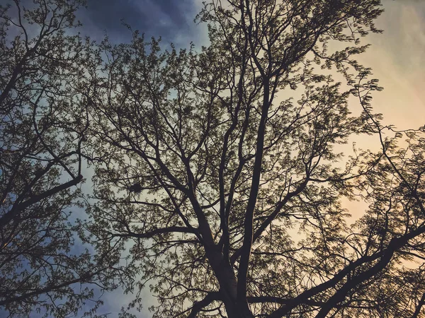 Krásné stromy a obloha při západu slunce na jaře — Stock fotografie
