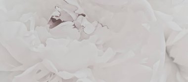 Soyut çiçek arkaplanı olarak beyaz şakayık çiçeği markalaşma için