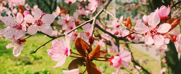 Elma ağacı çiçekleri açar, ilkbaharda çiçek açar. — Stok fotoğraf