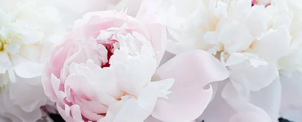 Blühende Pfingstrosen als floraler Kunsthintergrund, botanische Flatlay und Luxus-Branding — Stockfoto