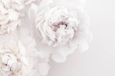 Çiçekli sanat arka planı olarak saf beyaz şakayık çiçekleri, düğün dekorları ve lüks markalar.