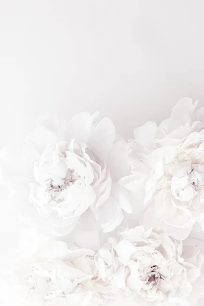 Çiçekli sanat arka planı olarak saf beyaz şakayık çiçekleri, düğün dekorları ve lüks markalar.