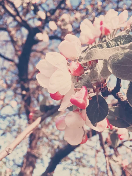 Floraison de fleurs de pommier au printemps comme fond floral — Photo