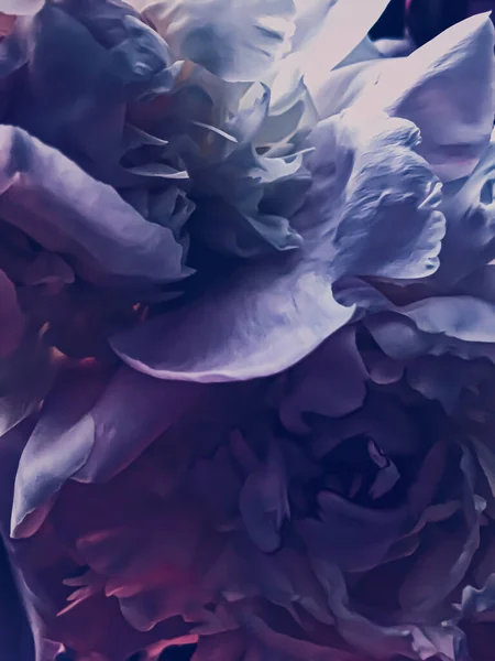 Flor de peonía púrpura como fondo floral abstracto para la marca de vacaciones — Foto de Stock