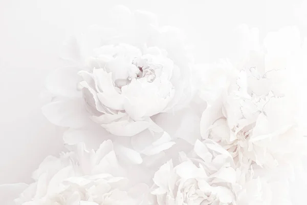 Καθαρό λευκό παιώνια λουλούδια ως φόντο floral τέχνη, διακόσμηση γάμου και πολυτελή branding — Φωτογραφία Αρχείου