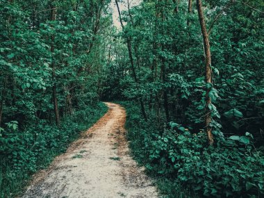 Vahşi doğa olarak gizemli orman, yeşil orman, doğa ve çevrede inanılmaz ağaçlar.
