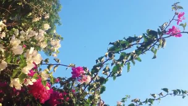 Rama de árboles floreciente en el jardín de verano y cielo azul al atardecer, flores y naturaleza como fondo — Vídeos de Stock